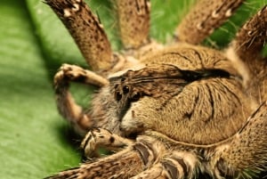 Manu National Park Tours from Cusco 5 Days