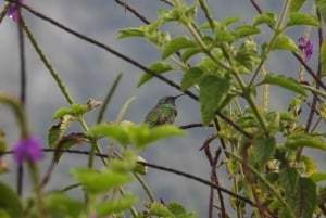 Manu Safaris Peru