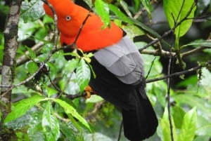 Manu Safaris Peru