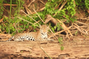 Manu Safaris Peru