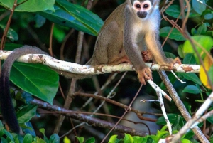 Monkey Island + Lake Sandoval + Tapir trail hike 3D/2N