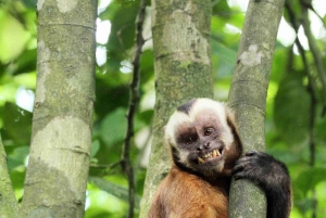 Monkey Island + Lake Sandoval + Tapir trail hike 3D/2N