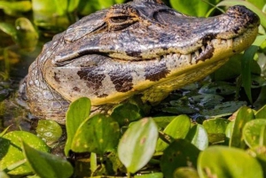 Monkey Island + Lake Sandoval + Tapir trail hike 3D/2N