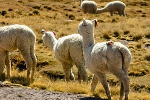 Fuga in montagna: scoprite Salinas e Aguada Blanca in un giorno