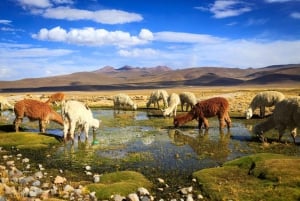 Fuga in montagna: scoprite Salinas e Aguada Blanca in un giorno