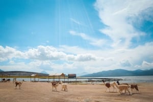 Mountain Escape: Discover Salinas & Aguada Blanca in One Day