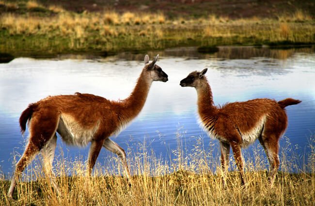 Observation of land mammals - South American Camelids