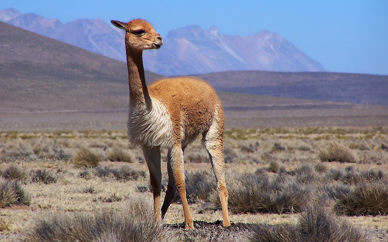 Observation of land mammals - South American Camelids