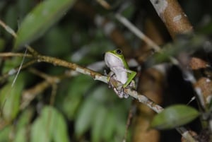 Observing Amphibians and Microfauna