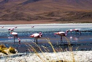Tilbudspris Udflugt Salinas Lagoon og National Reserve 8H