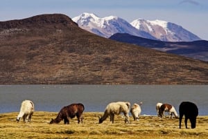 Aanbieding Prijs Tour Salinas Lagoon en Nationaal Reservaat 8 uur