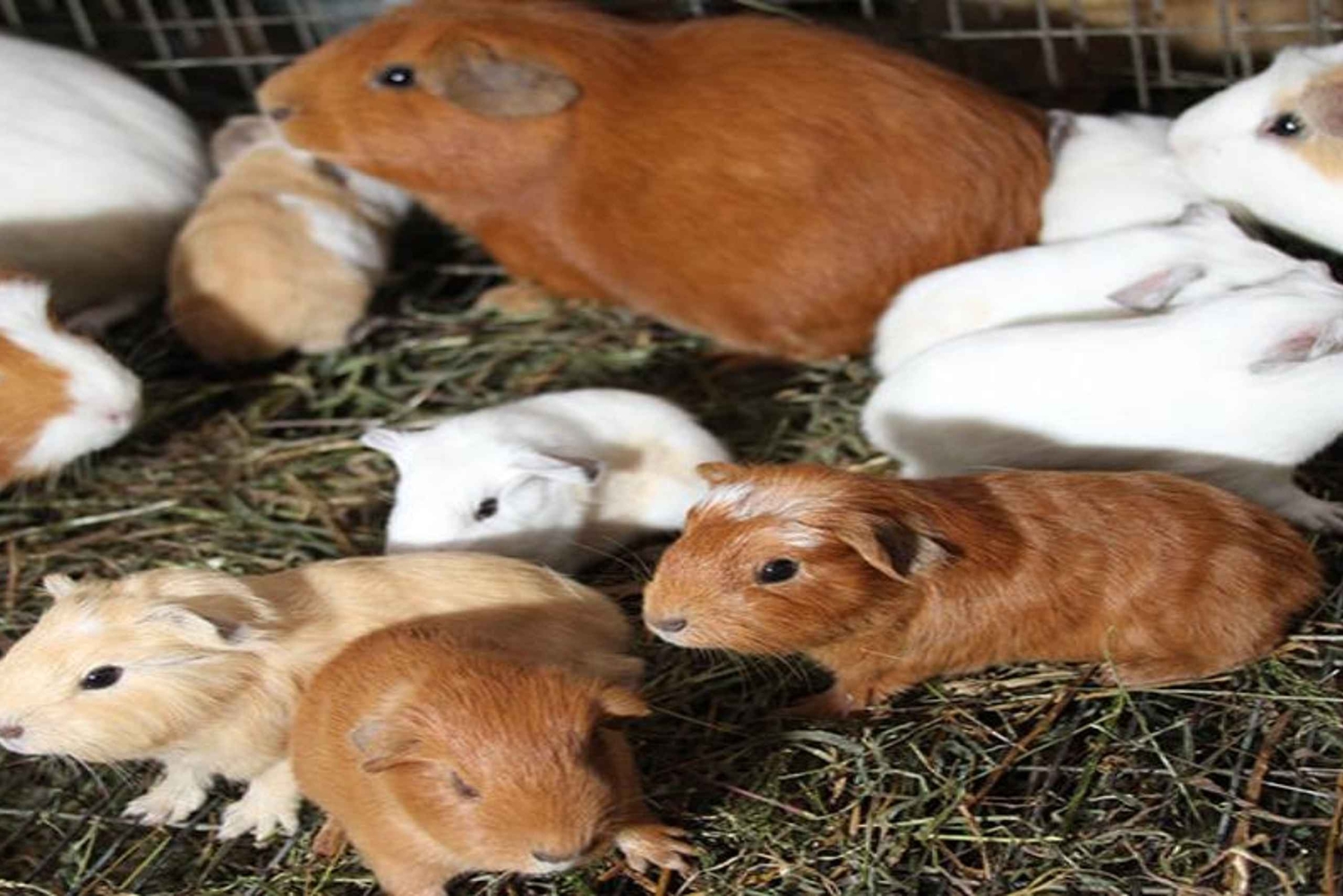 Ollantaytambo: Guided Pumamarka Hike & Local Experience