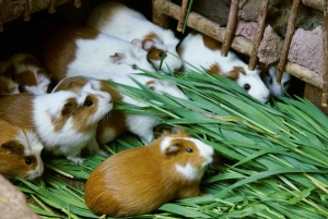 Ollantaytambo: Guided Pumamarka Hike & Local Experience