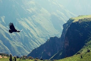 Dagsudflugt til Colca Canyon i Arequipa Afgang kl. 6:00