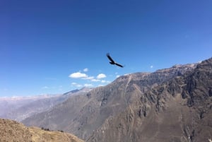Dagsudflugt til Colca Canyon i Arequipa Afgang kl. 6:00