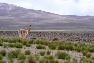 Von Arequipa aus: Tagestour zum Colca Canyon mit Abschluss in Puno