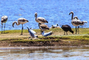 Von Arequipa aus: Tagestour zum Colca Canyon mit Abschluss in Puno