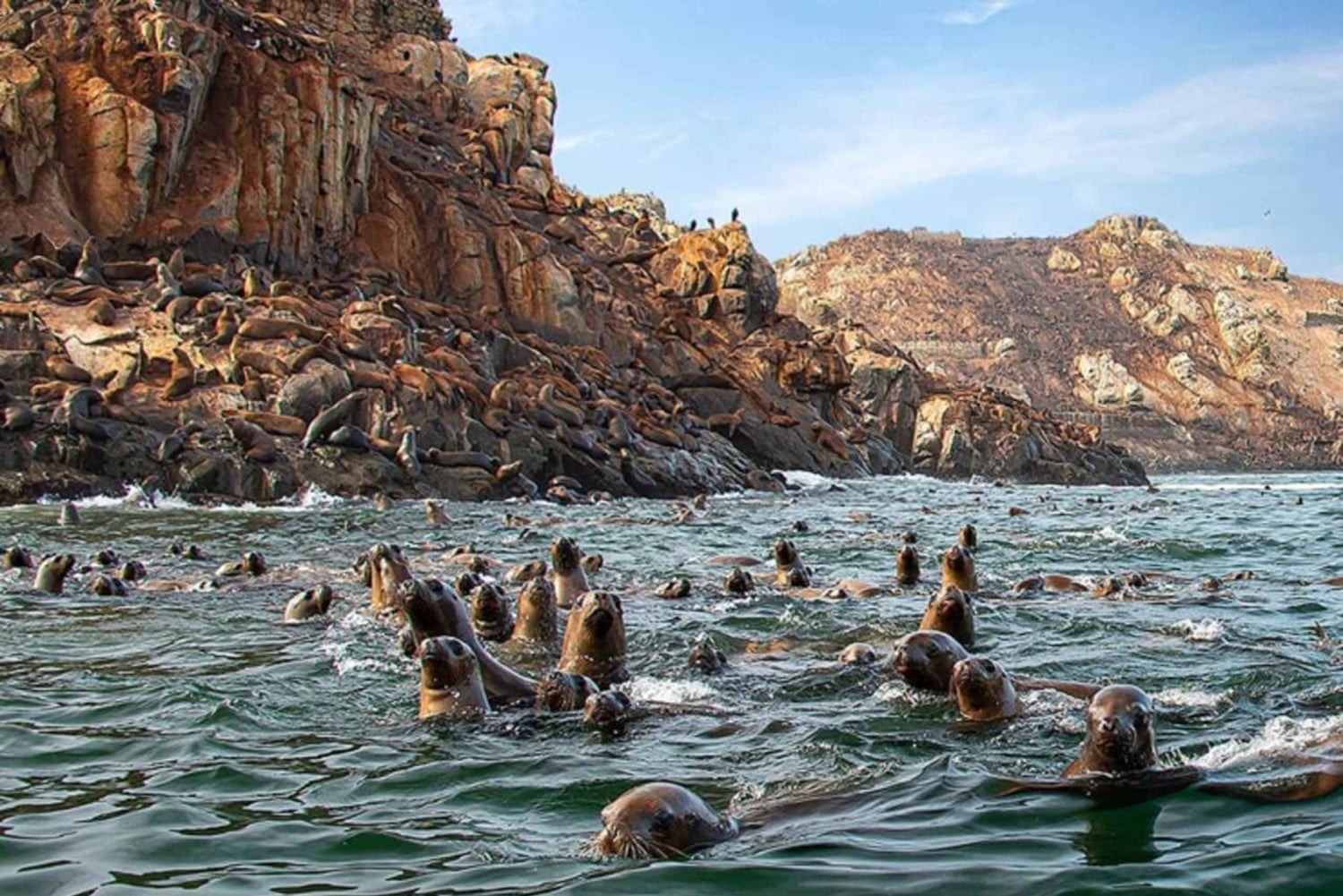 Palomino Island Tour: Swim with Sea Lions & See Wildlife
