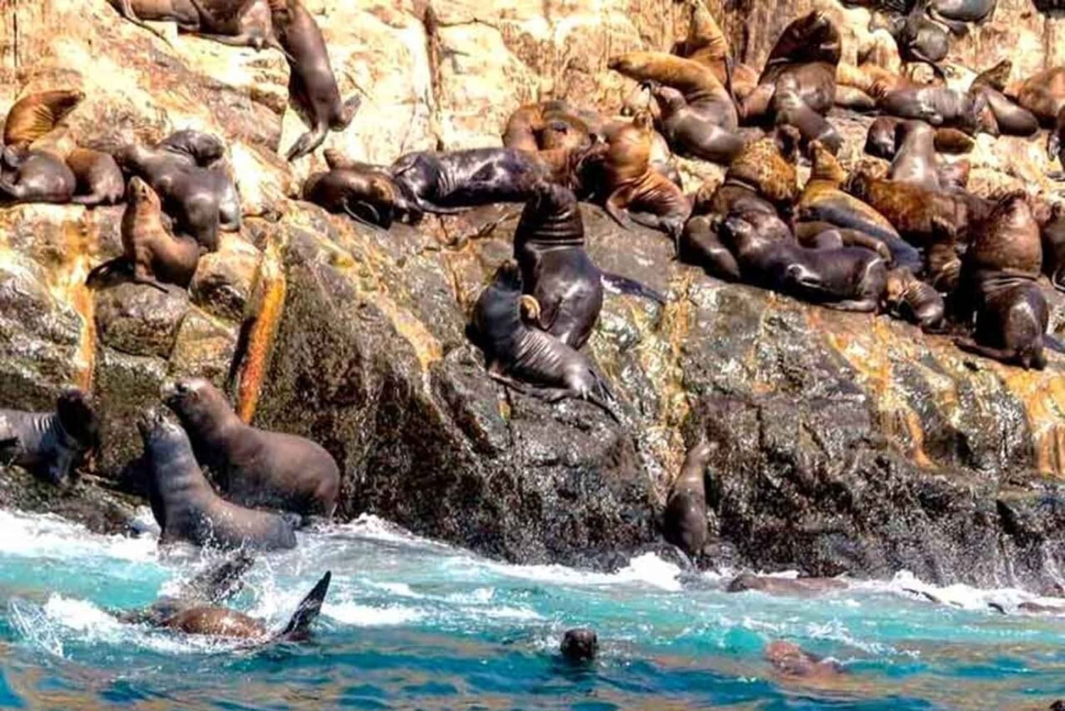 Palomino Island Tour: Swim with Sea Lions & See Wildlife
