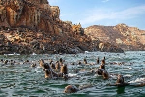 Palomino Island Tour: Swim with Sea Lions & See Wildlife