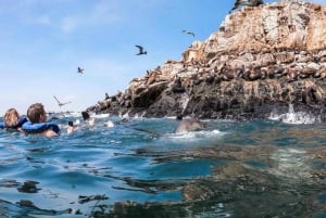 Palomino Island Tour: Swim with Sea Lions & See Wildlife