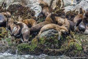 Palomino Island Tour: Swim with Sea Lions & See Wildlife