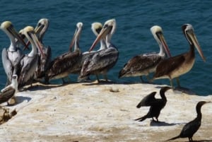 Palomino Island Tour: Swim with Sea Lions & See Wildlife