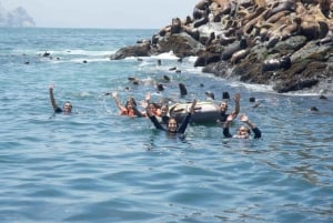 Palomino Island Tour: Swim with Sea Lions & See Wildlife