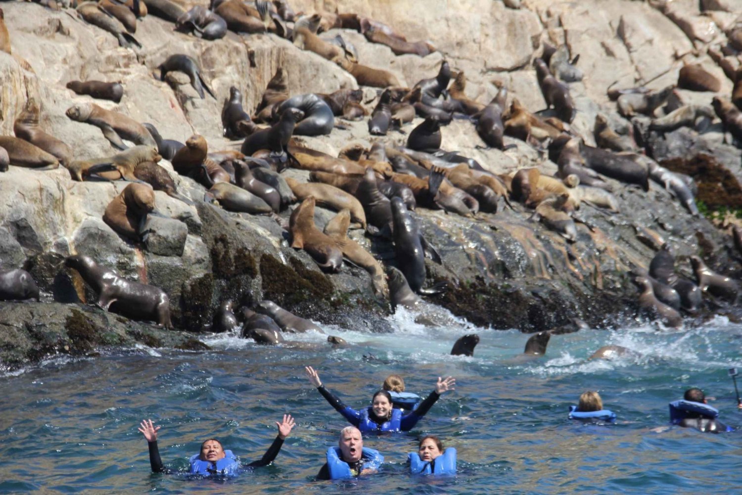 Palomino Islands: Swim with Sea Lions in the Pacific Ocean