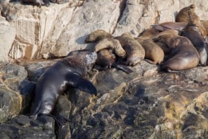 Palomino Inseln: Schwimme mit den Seelöwen im Pazifischen Ozean