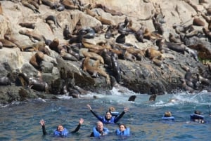 Wyspy Palomino: Pływaj z lwami morskimi na Oceanie Spokojnym