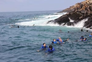 Palominoöarna: Simma med sjölejon i Stilla havet