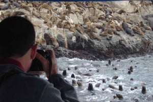 Palomino-eilanden: Zwemmen met zeeleeuwen in de Stille Oceaan