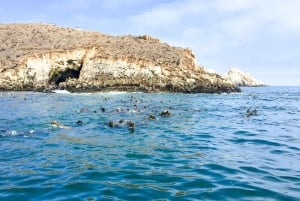 Islas Palomino: Nada con leones marinos en el Océano Pacífico