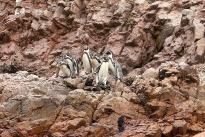 Paracas and Huacachina: Islands, Dune Buggy & Sunset Picnic