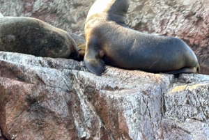 Paracas and Huacachina: Islands, Dune Buggy & Sunset Picnic