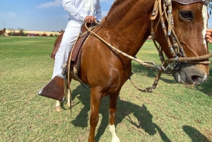 Paracas and Huacachina: Islands, Dune Buggy & Sunset Picnic