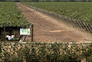 Paracas and Huacachina: Islands, Dune Buggy & Sunset Picnic