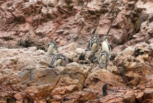 Paracas and Huacachina: Islands, Dune Buggy & Sunset Picnic