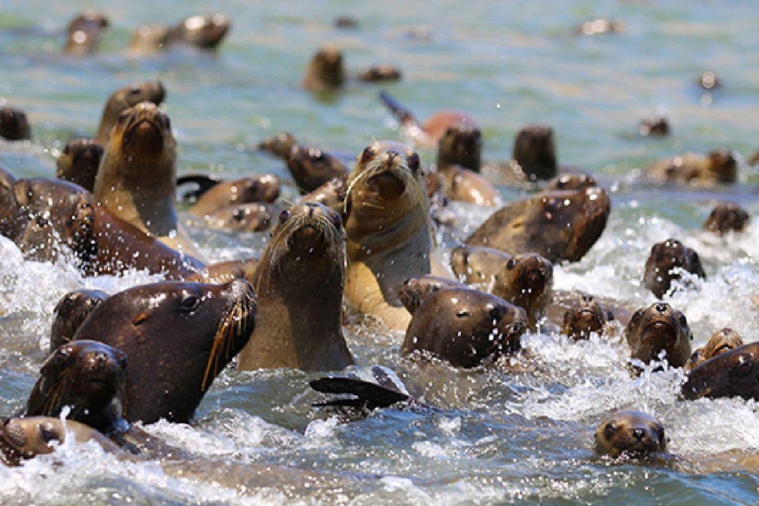 Paracas: Ballestas-saaret ja Paracasin kattokruunu Vene