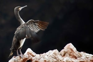 Paracas: Ballestas Islands and Candelabro Boat Tour