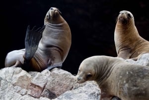 Paracas: Ballestas Islands and Candelabro Boat Tour