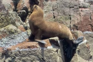 Paracas: Ballestas Islands and Candelabro Boat Tour