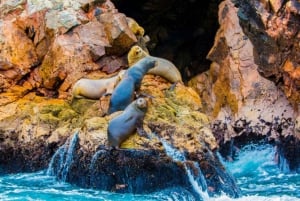 Paracas: Ballestas-saaret ja luonnonsuojelualue yhden päivän retkellä