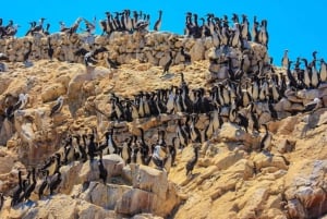 Paracas: Ballestas-saaret ja Paracasin kansallispuisto Retki