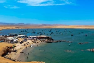 Paracas: Ballestas-øerne og Paracas Nationalreservat-tur