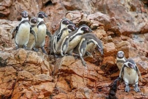 Paracas: Båttur på Ballestas-øyene - Islas Ballestas
