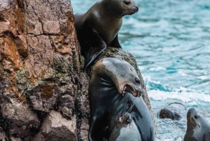 Paracas: Båttur på Ballestas-øyene - Islas Ballestas
