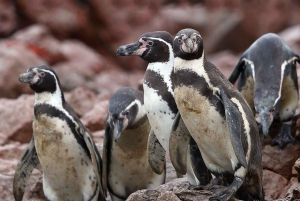Paracas: Båttur på Ballestas-øyene - Islas Ballestas