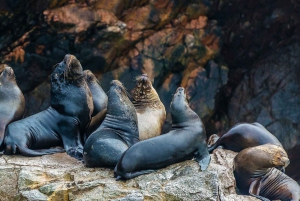 Paracas: Båttur på Ballestas-øyene - Islas Ballestas